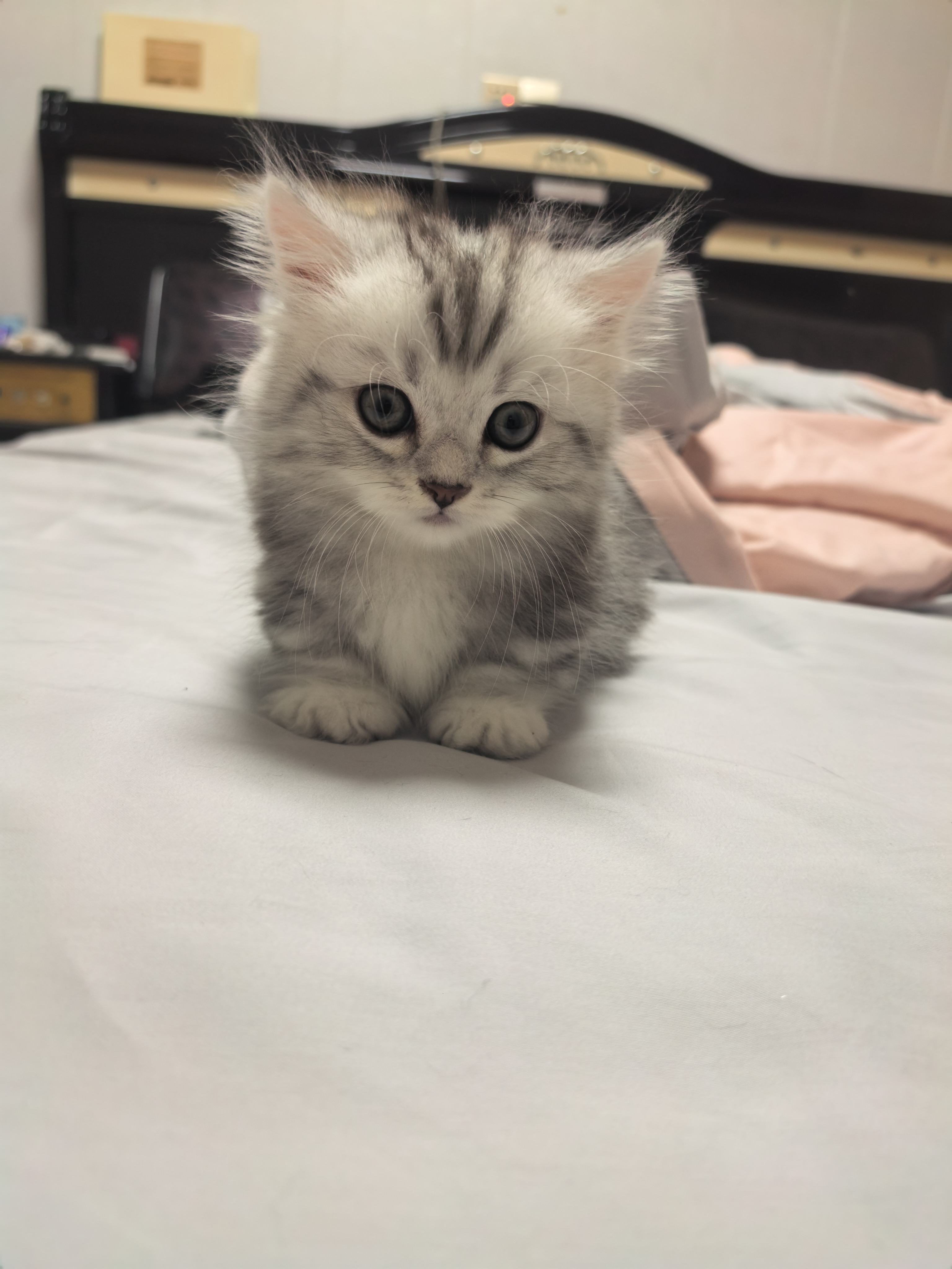 矮脚米努特长毛猫